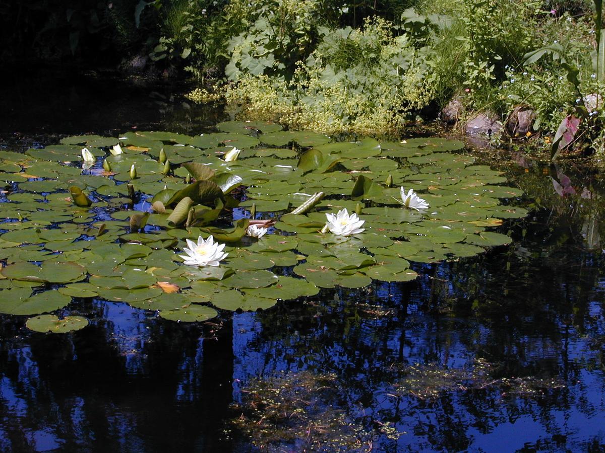 Seerose Alt Wendischthun Ngoại thất bức ảnh